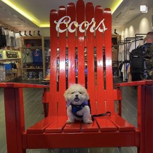 84" XXL PAINTED Ski Chair w/ Vinyl Logo